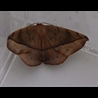 thumbnail Oxydia brevipecten Geometridae. Martinique.