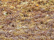 Les algues Sargasses sur le littoral martiniquais