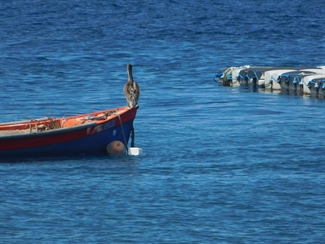 le pelican brun sur un canot de peche