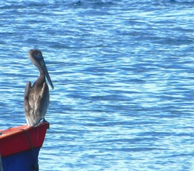 pelican brun oiseau de mer rare en martinique